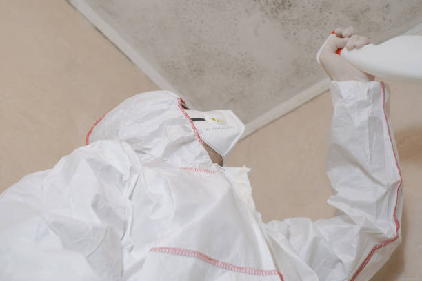 Best Mold Remediation Experts  in San Ysidro, NM