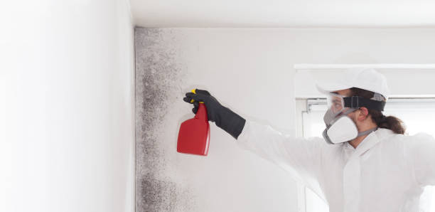 Best Certified Mold Removal  in San Ysidro, NM