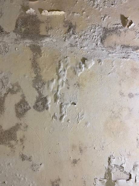Certified Mold Removal in San Ysidro, NM