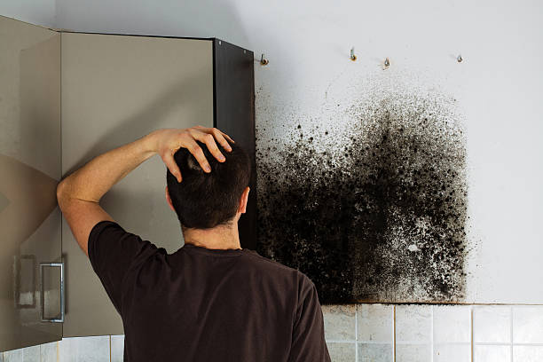 Best Emergency Mold Removal  in San Ysidro, NM